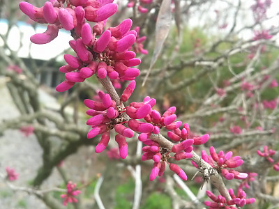 박태기나무 사진 - Cercis chinensis Bunge Photos