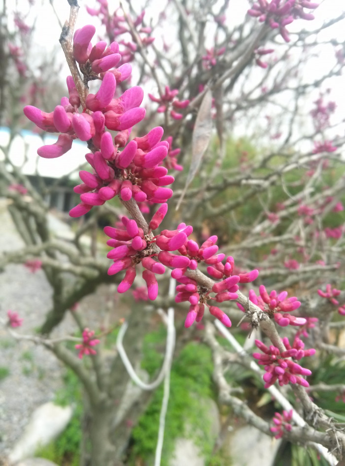 박태기나무 - Redbud, Cercis chinensis Bunge