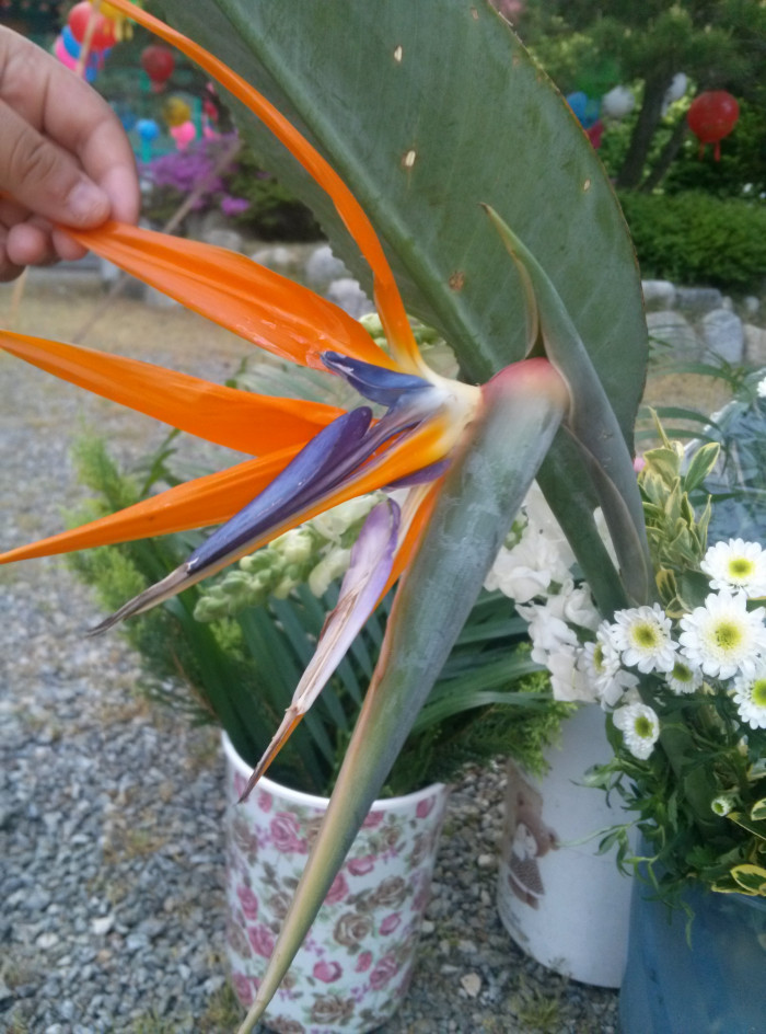 극락조화 - Bird of paradise, Strelitzia reginae