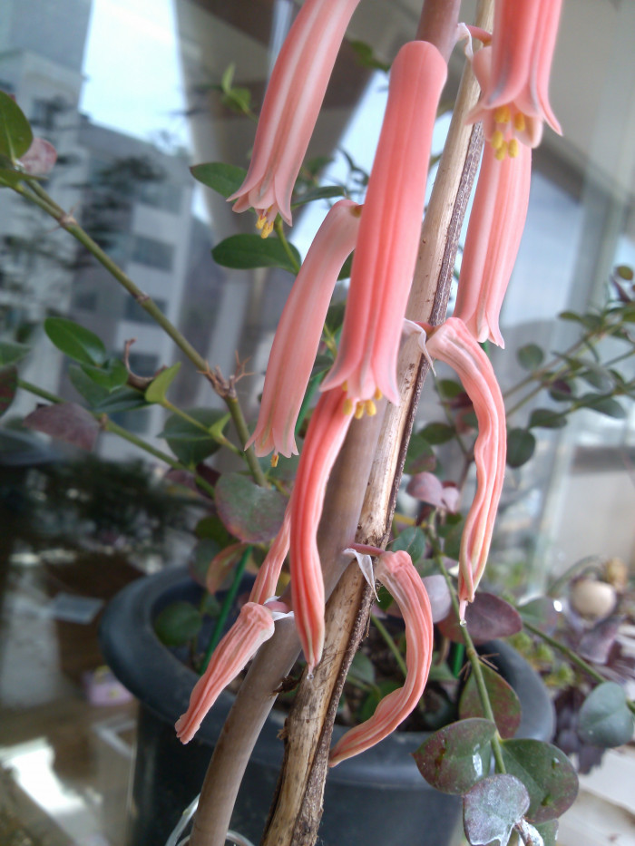 천대전금 - Aloe variegata L.