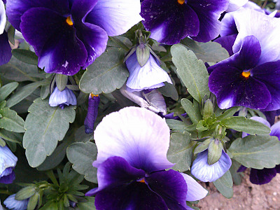 팬지 사진 - Viola tricolor L. Photos