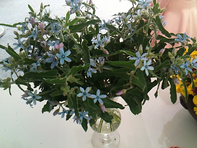 옥시페탈룸 사진 - Oxypetalum coeruleum Photos