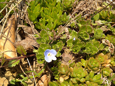 개불알풀 사진 - Veronica didyma var. lilacina (H.Hara) T.Yamaz. Photos