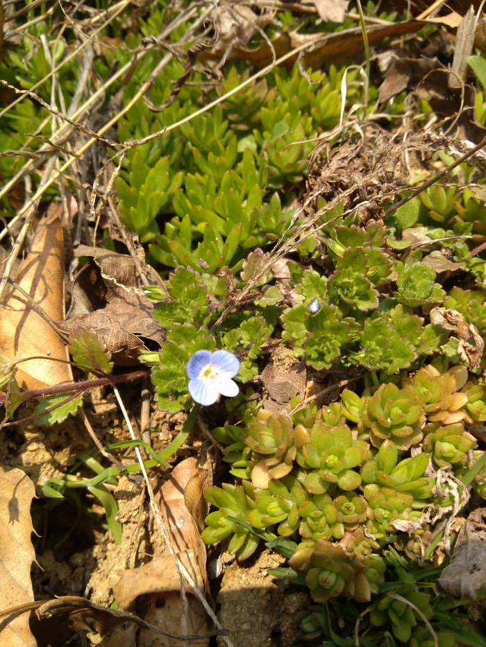 개불알풀 - Veronica Polita, Veronica didyma var. lilacina (H.Hara) T.Yamaz.