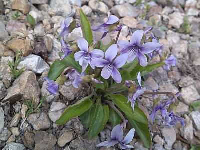 제비꽃 사진 - Viola mandshurica W.Becker Photos
