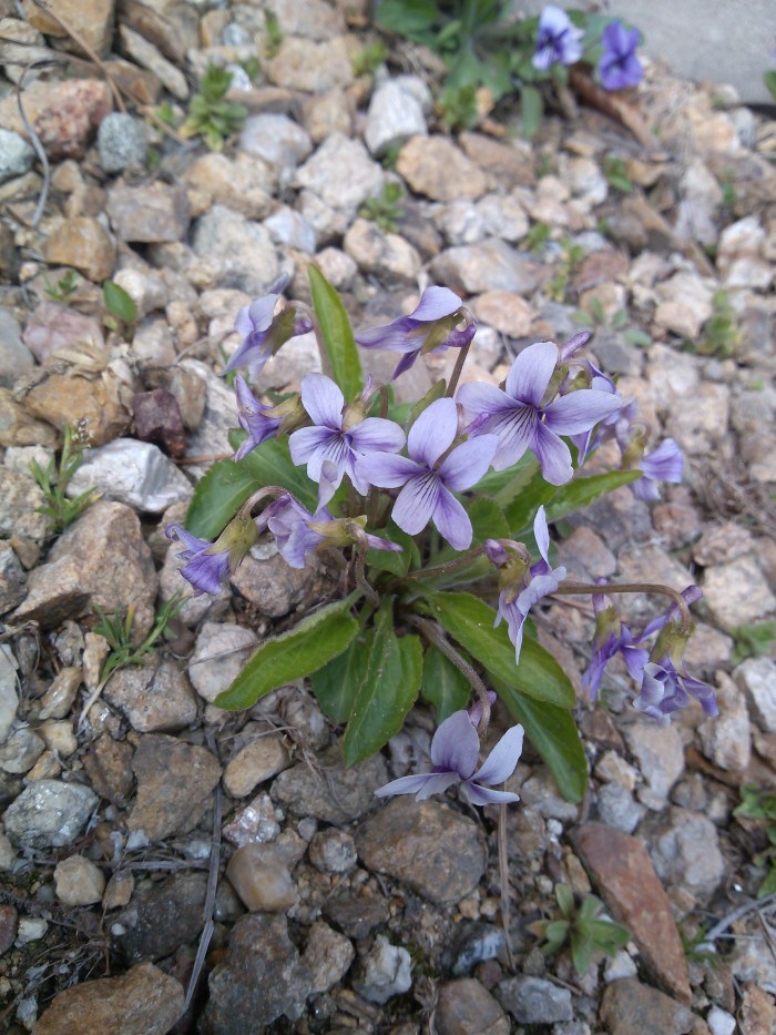 제비꽃 - Viola mandshurica W.Becker