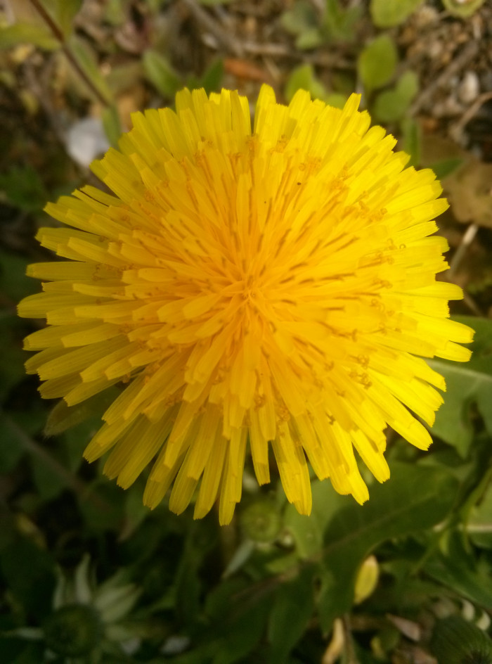 민들레 - dandelion, Taraxacum mongolicum