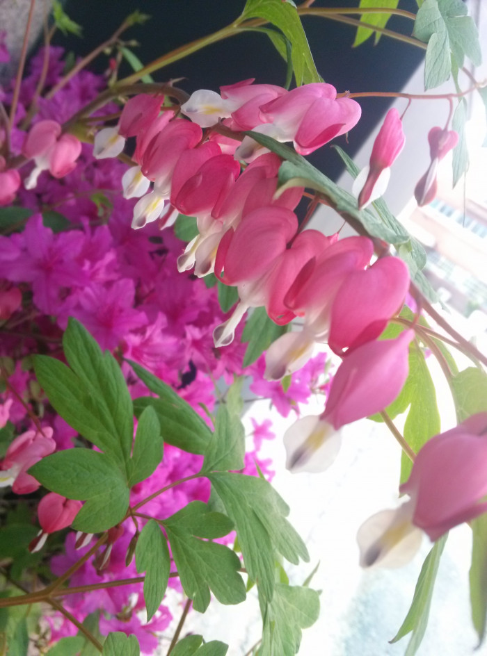 금낭화 - Dicentra spectabilis
