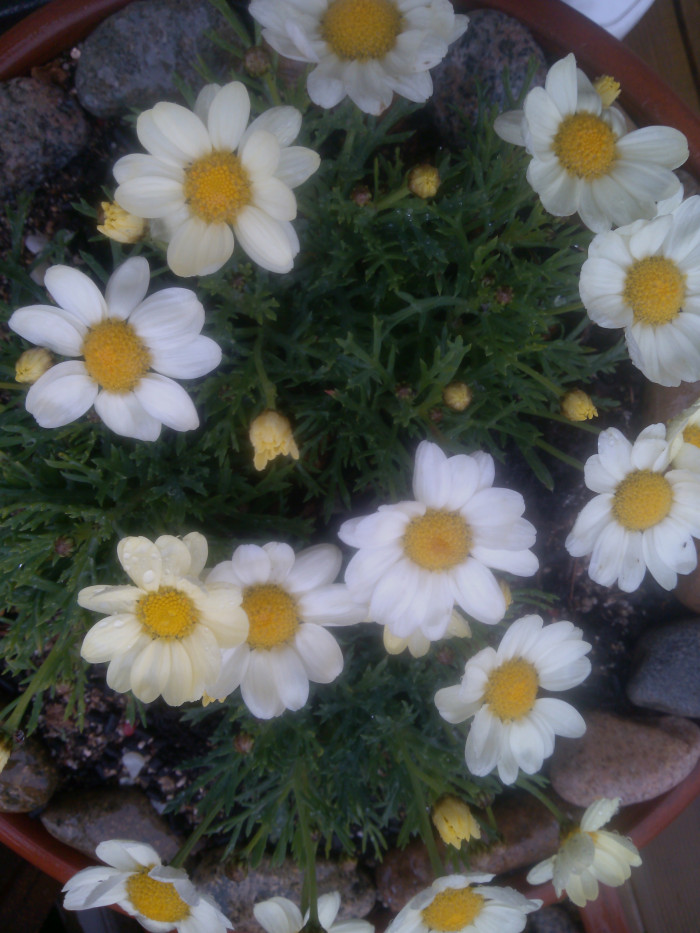 목마가렛 - Chrysanthemum frutescens