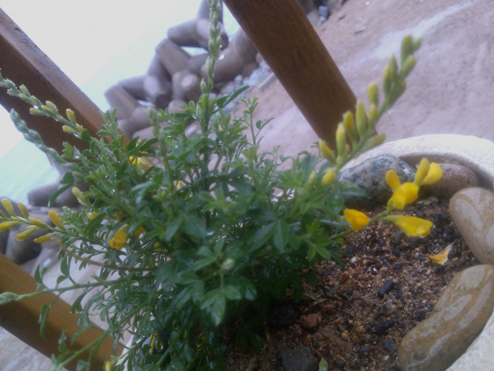 양골담초 - Cytisus scoparius (L.) Link