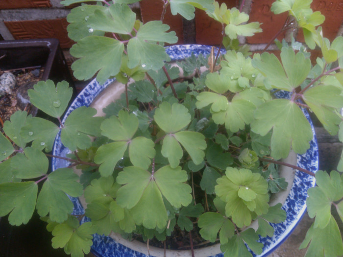 매발톱 - columbine, Aquilegia buergeriana Siebold & Zucc. var. oxysepala (Trautv. & C. A. Mey.) Kitam.