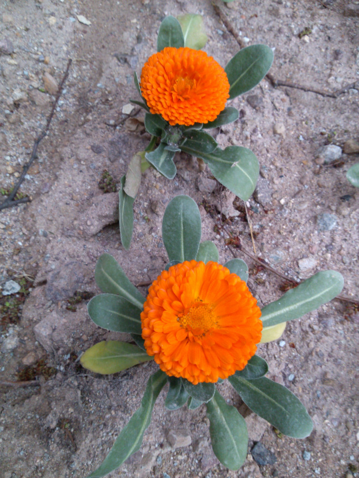 금잔화 - Calendula, Calendula arvensis L.