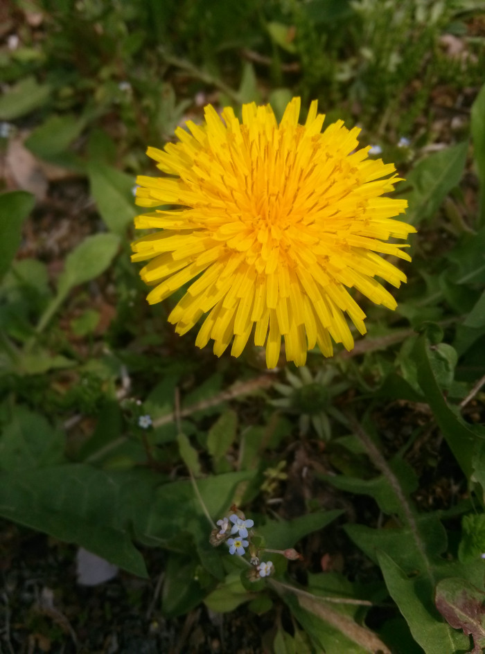 민들레 - dandelion, Taraxacum mongolicum