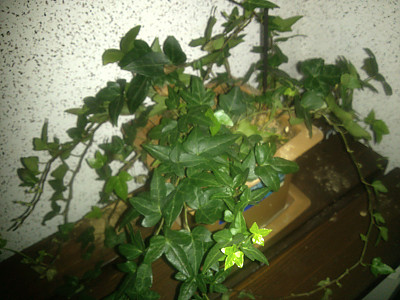 아이비 사진 - Common Ivy Photos