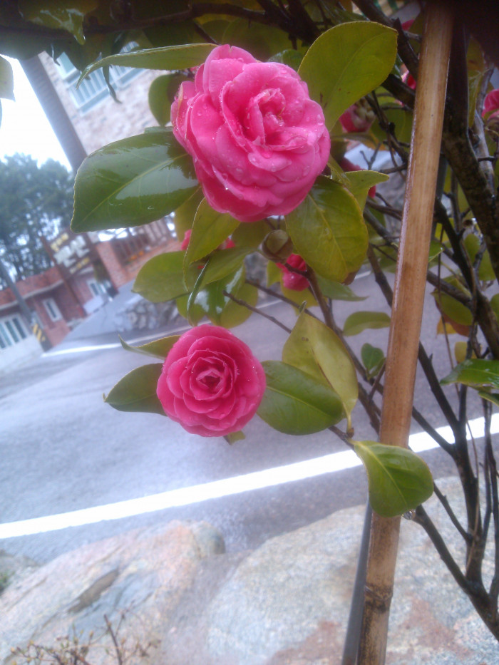 동백나무 - Camellia japonica L.