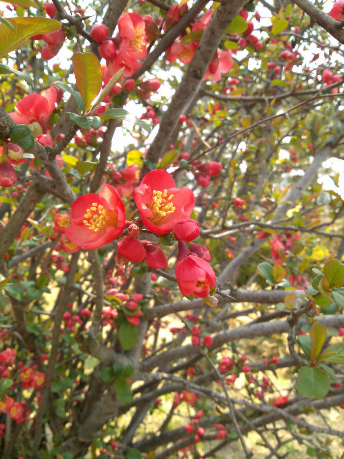 매화 - Prunus mume