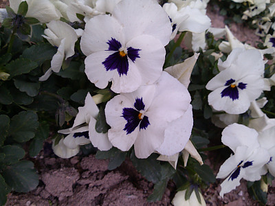 팬지 사진 - Viola tricolor L. Photos