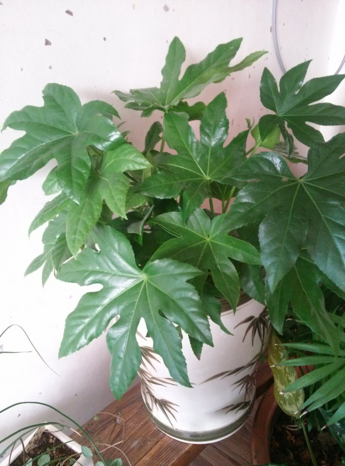 팔손이 - False aralia, Fatsia japonica (Thunb.) Decne. & Planch.