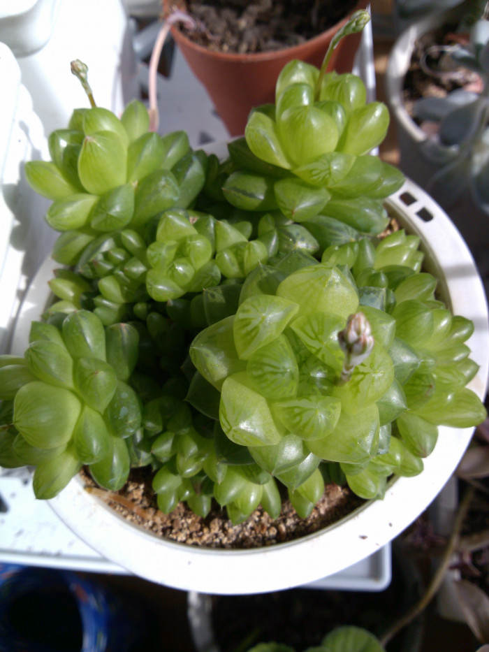 옵튜샤 - Haworthia turgida var.longibracteata