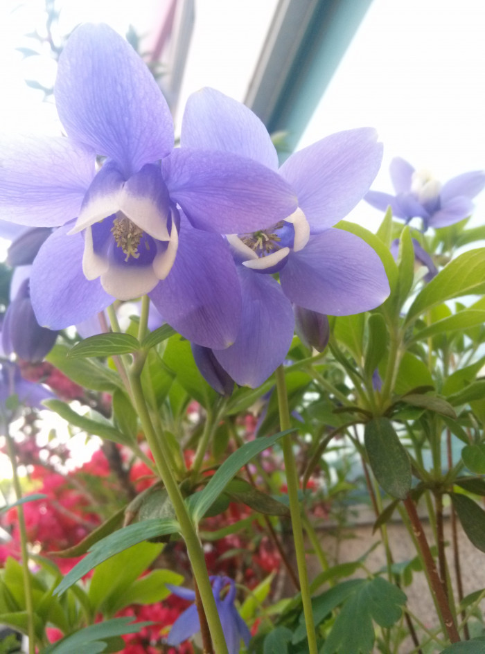 하늘매발톱 - shape columbine, Aquilegia flabellata Siebold & Zucc. var. pumila (Huth) Kudo