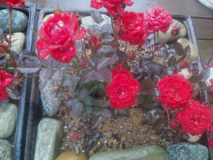 장미 - Rose, Rosa hybrida