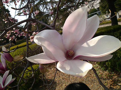 자목련 사진 - Magnolia liliflora Photos