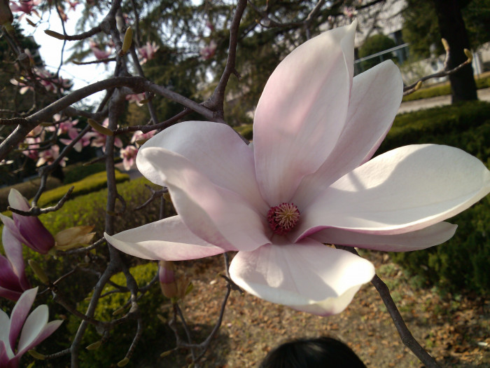 자목련 - Magnolia liliflora