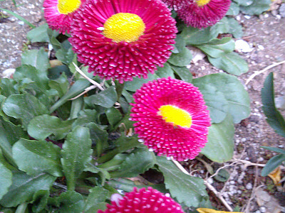 데이지 사진 - Bellis perennis L. Photos