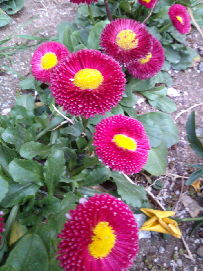 데이지 - Bellis perennis L.