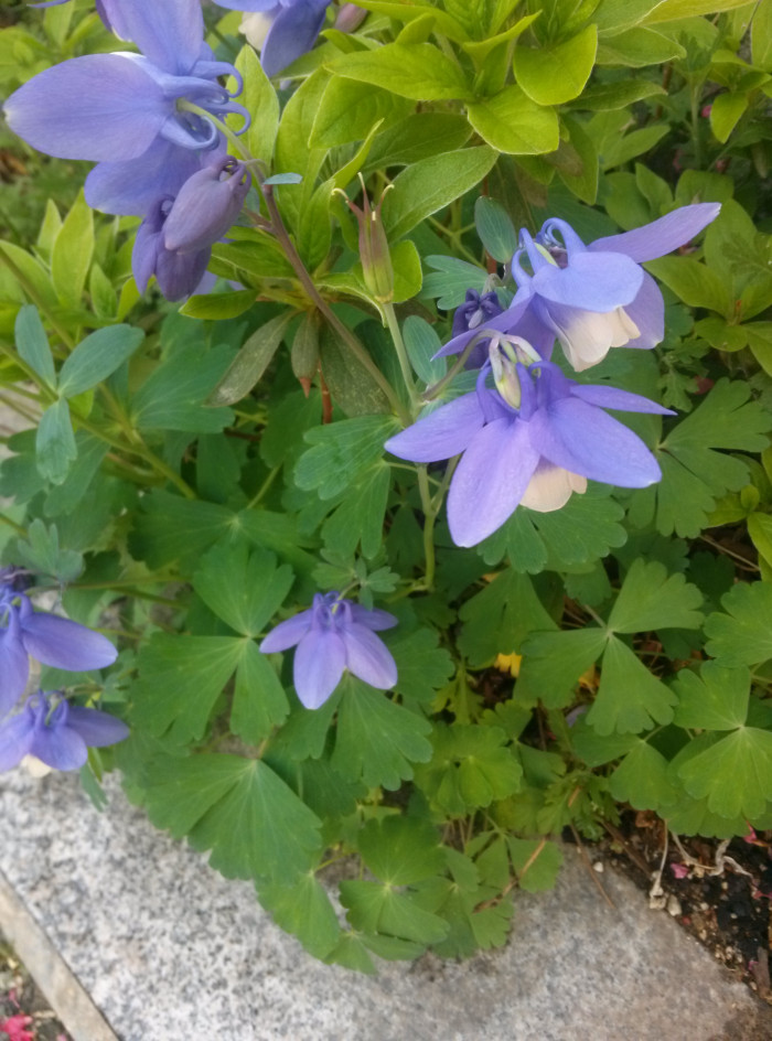 하늘매발톱 - shape columbine, Aquilegia flabellata Siebold & Zucc. var. pumila (Huth) Kudo