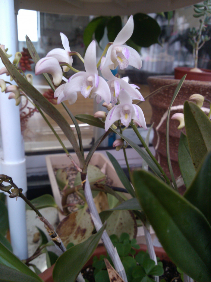 긴기아남 - Dendrobium kingianum