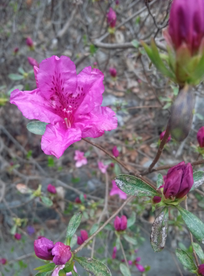 철쭉 - Deciduous Azalea, Rhododendron schlippenbachii Maxim.