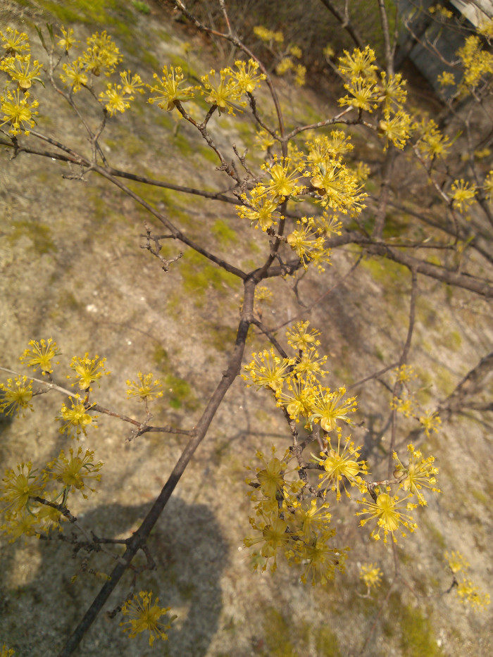 산수유 - Cornus officinalis Siebold & Zucc.