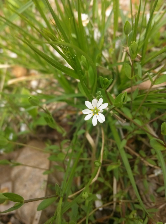 벼룩나물 - Stellaria alsine var. undulata (Thunb.) Ohwi