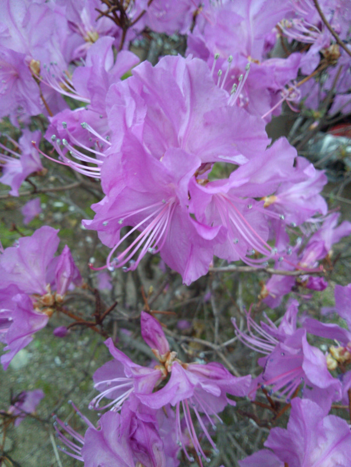 진달래 - Korean Rhododendron, Rhododendron mucronulatum Turcz. var. mucronulatum