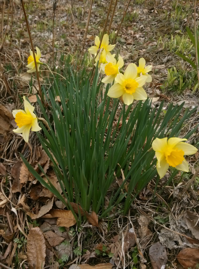 수선화 - daffodil, Narcissus tazetta var. chinensis