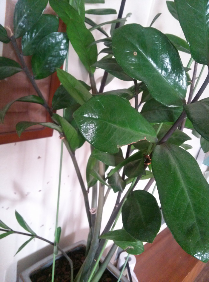 금전수 - Zanzibar gem, Zuzu plant, emerald palm, Zamioculcas Zamiifolia