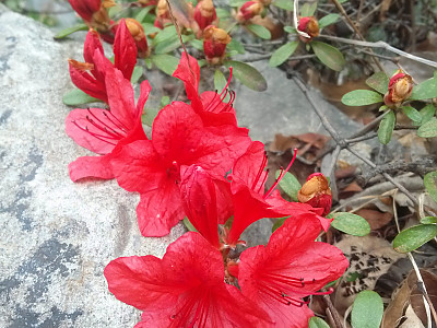 영산홍 사진 - Rhododendron indicum (L.) Sweet Photos