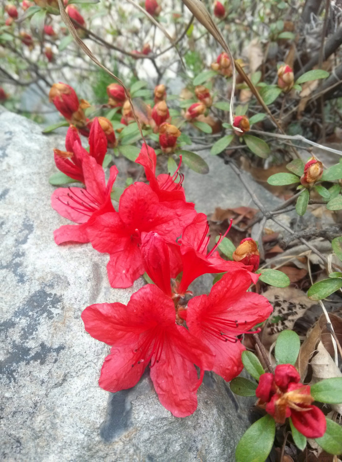 영산홍 - Rhododendron indicum (L.) Sweet