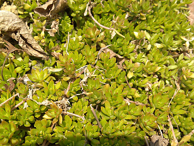 돌나물 사진 - Sedum sarmentosum Bunge Photos