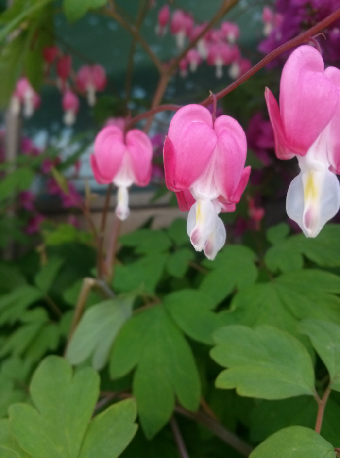 금낭화 - Dicentra spectabilis