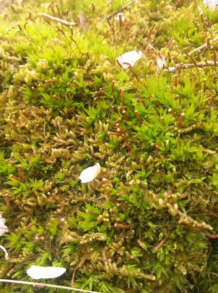 바늘솔이끼 - Polytrichum commune
