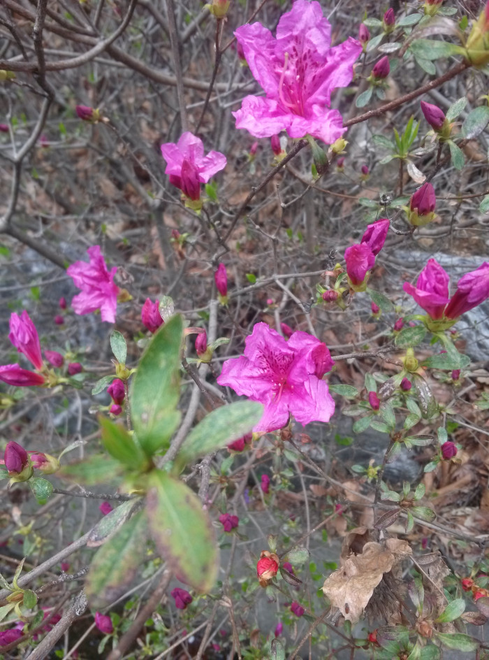 철쭉 - Deciduous Azalea, Rhododendron schlippenbachii Maxim.