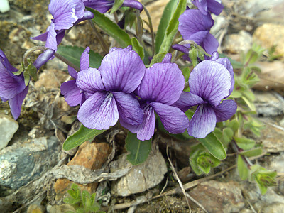 제비꽃 사진 - Viola mandshurica W.Becker Photos