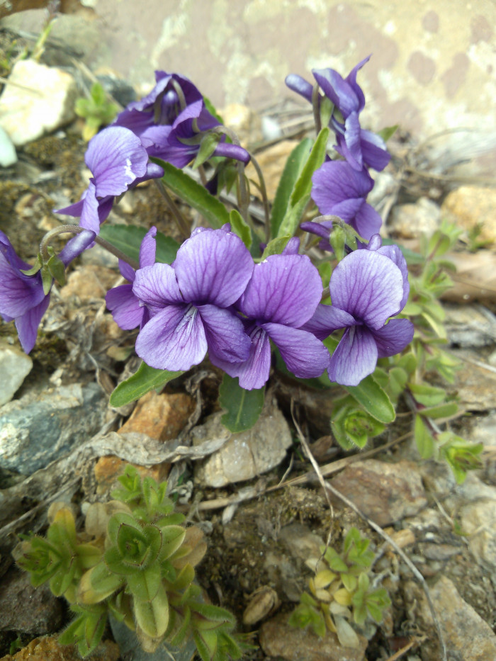 제비꽃 - Viola mandshurica W.Becker