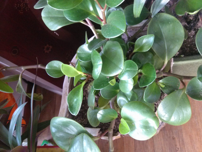 페페로미아 - Vining pepper, vining peperomia, Peperomia dahlstedtii.