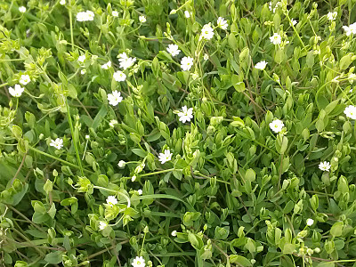 별꽃 사진 - Stellaria media (L.) Vill. Photos