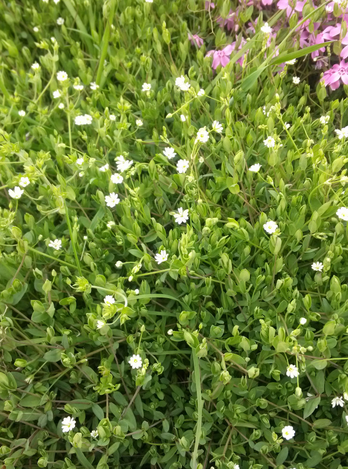 별꽃 - Creeping buttercup, Stellaria media (L.) Vill.