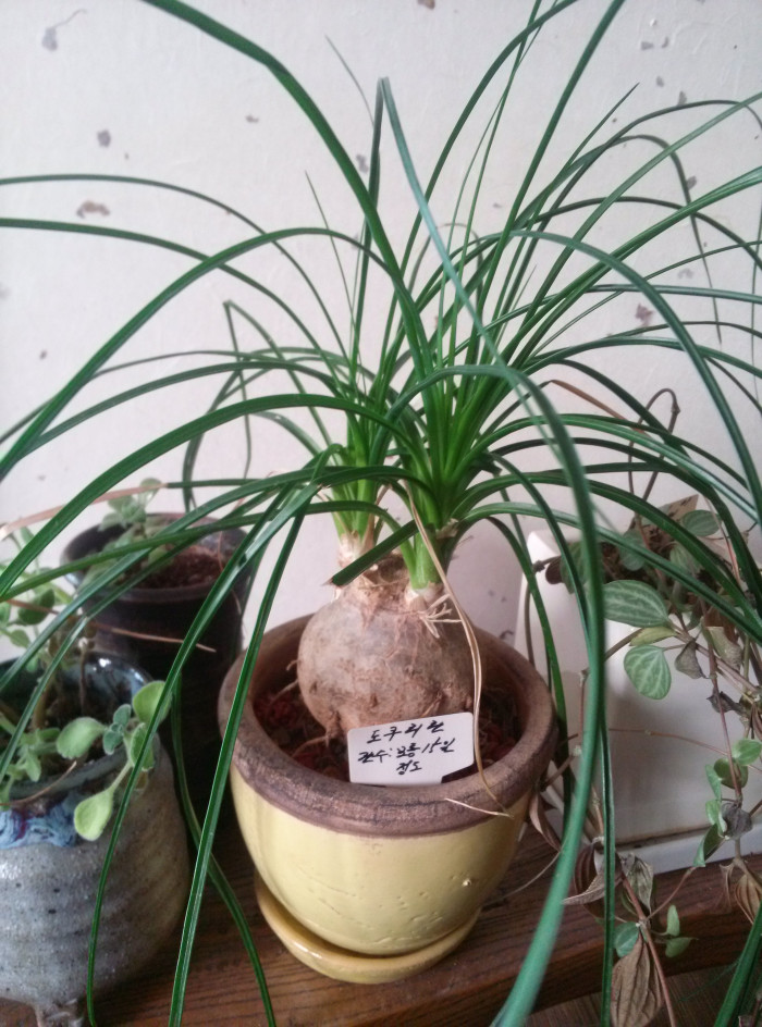 덕구리난 - Pony Tail Palm, Beaucarnea recurvata