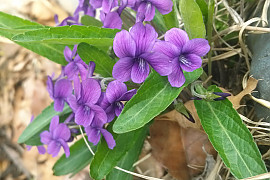 제비꽃 - Viola mandshurica W.Becker